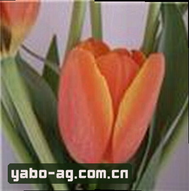 郑涛